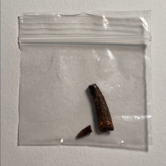 Pterosaur Tooth - Picture 2 of 2